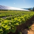 Agrowoltaika - synergia między rolnictwem a energią odnawialną